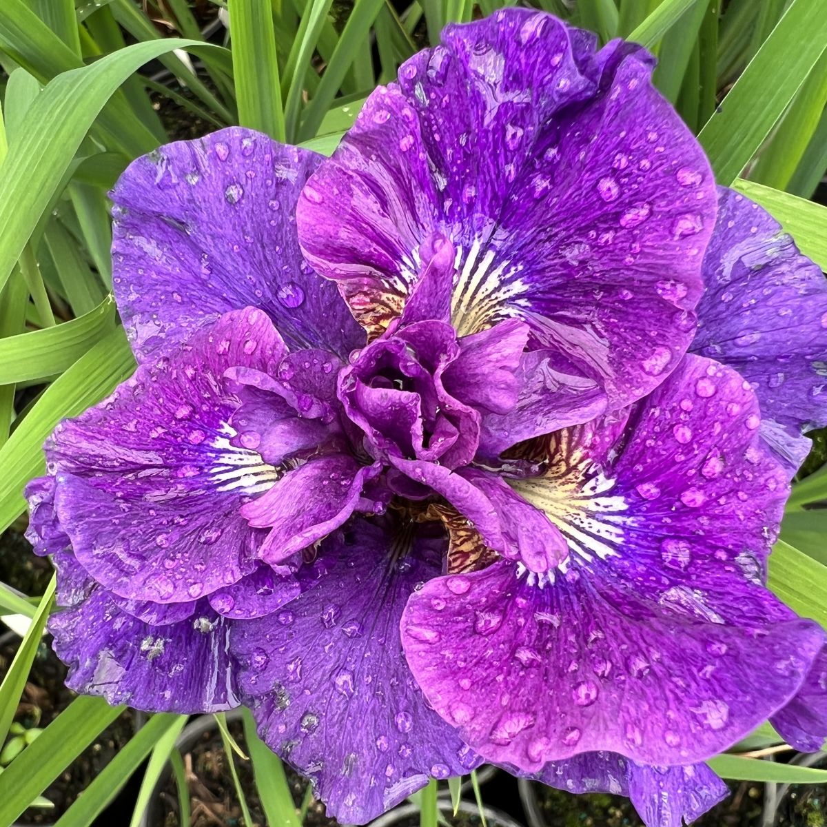 Iris – Loen Nursery, Inc.