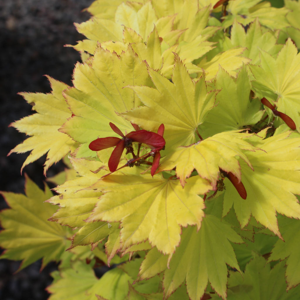 Acer japonicum 'Aureum' (CG)