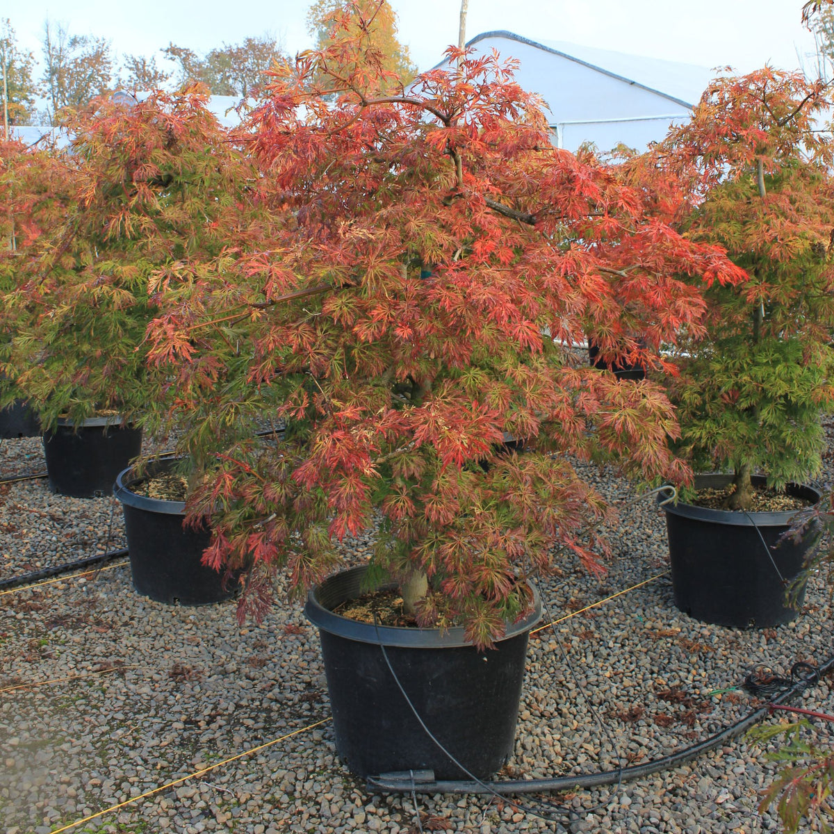 Acer japonicum 'Green Cascade' (CG) – Loen Nursery, Inc.
