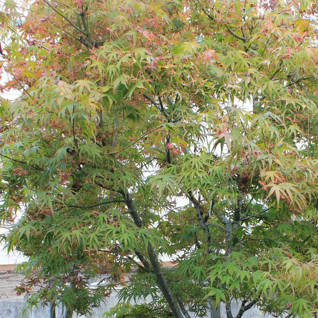 Acer palmatum 'Ao shime no uchi' (CG)
