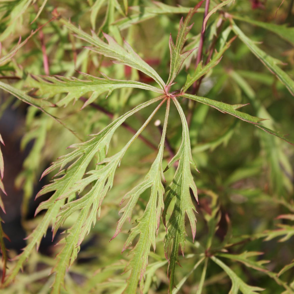 Acer pd. 'Baldsmith' (CG)