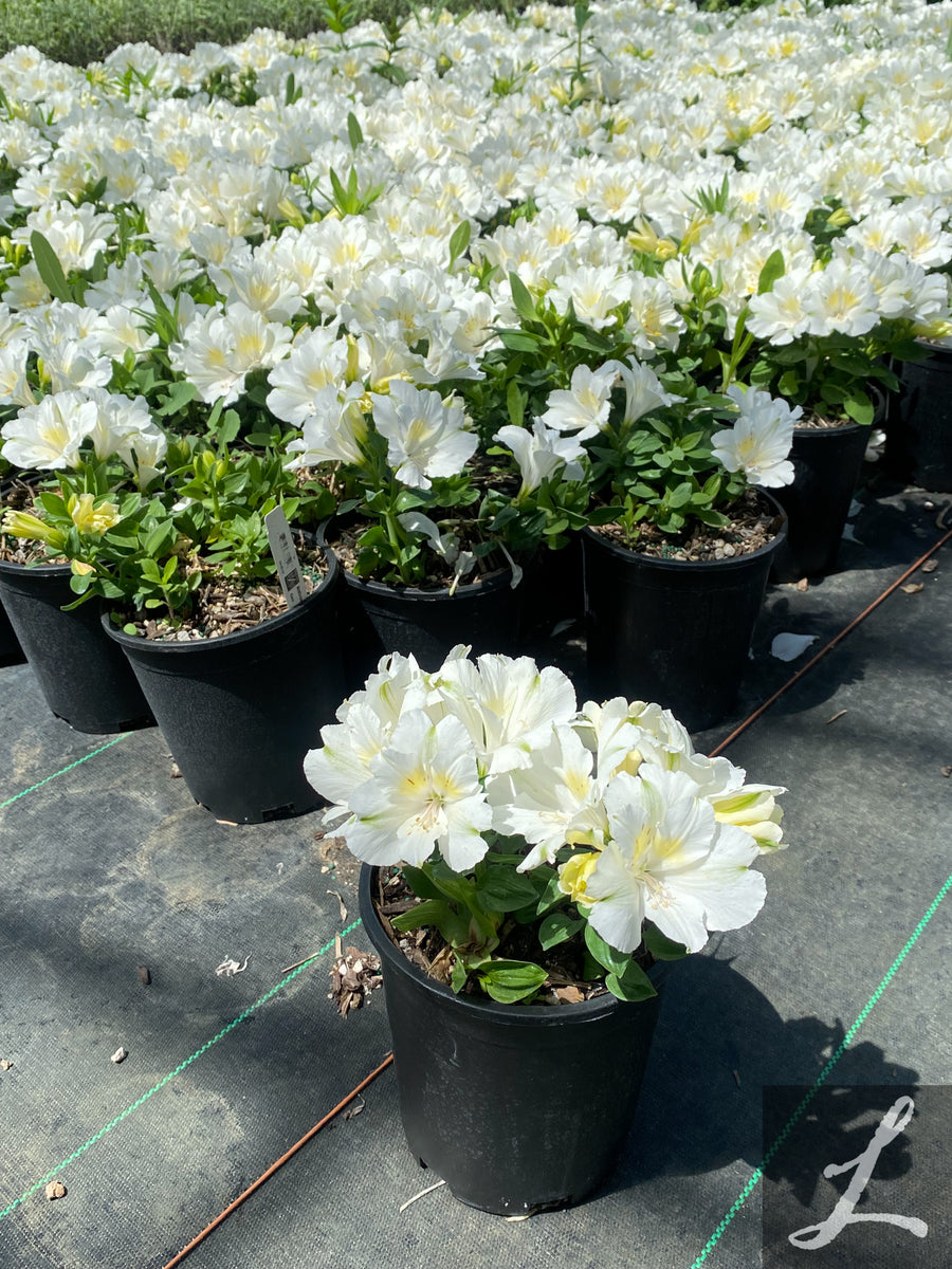 この世で一番愛しい記憶 / ALSTROeMERIA / kaoling この世で一番愛しい記憶 / ALSTROeMERIA / kaoling ALSTROeMERIA (东方