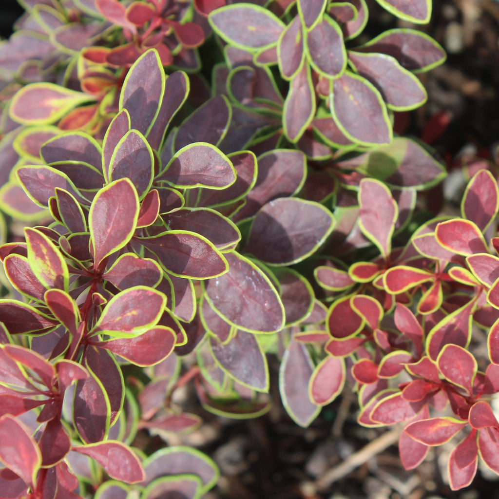 Berberis thunbergii 'Golden Ring'