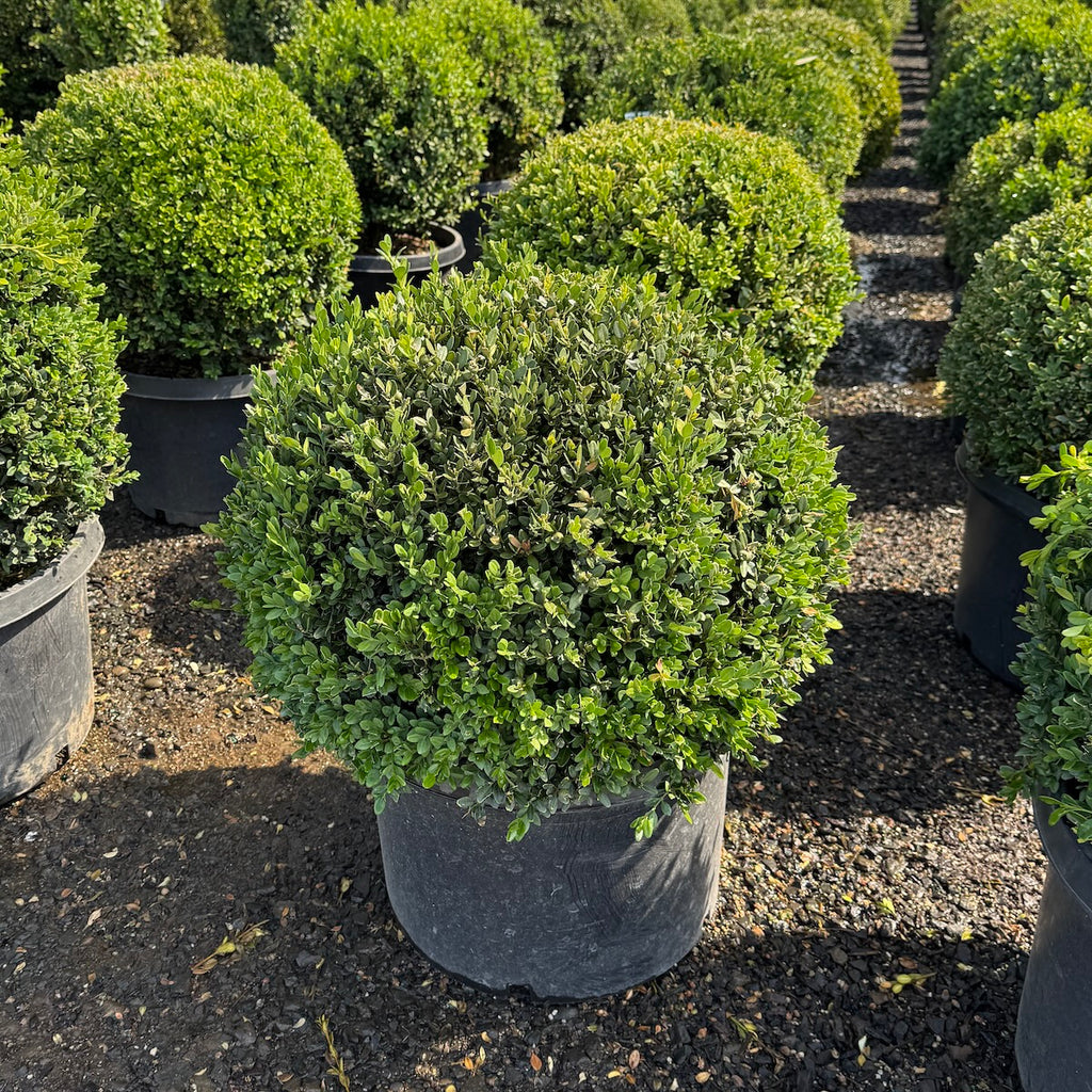 Buxus x 'Green Mountain', Globe