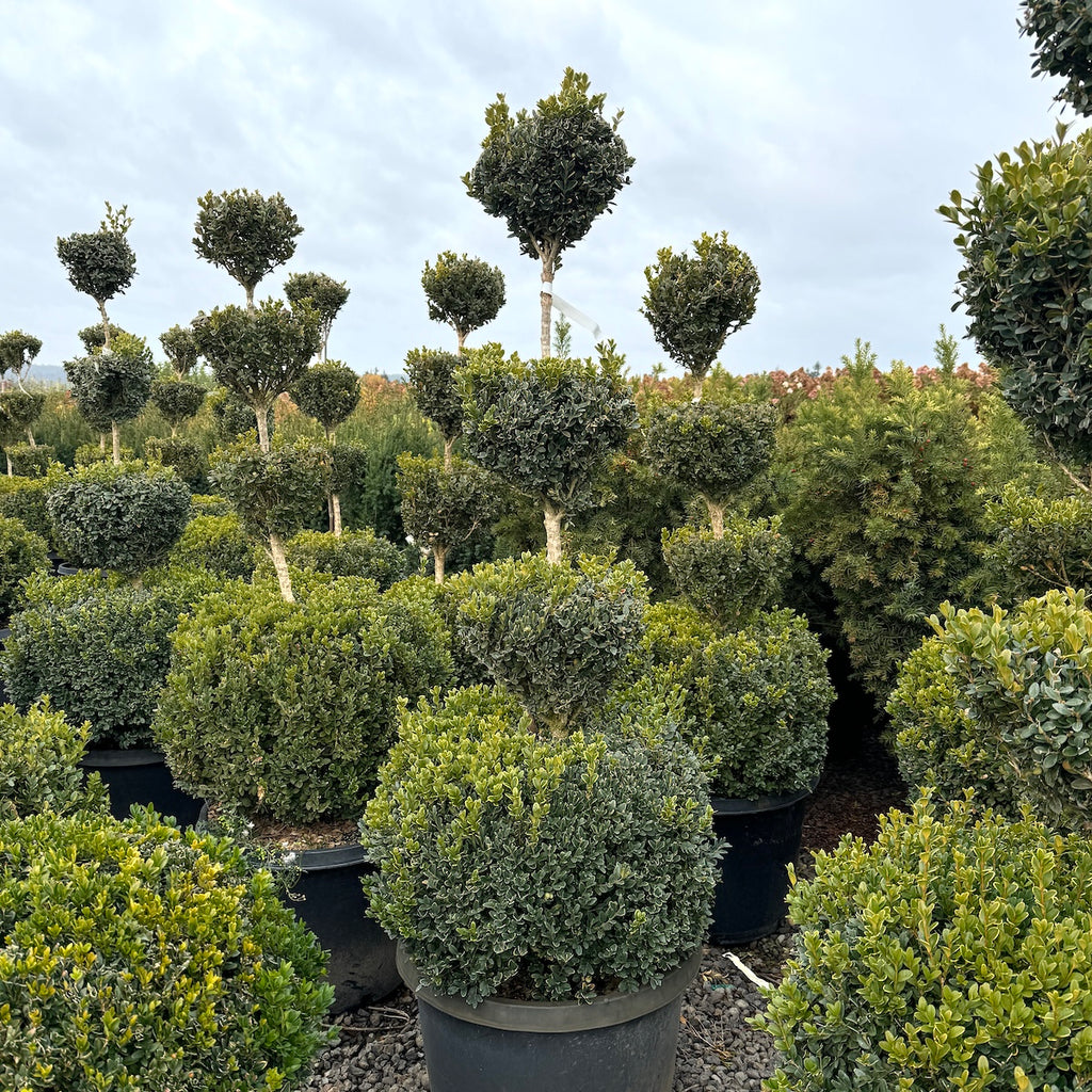 Buxus x 'Green Velvet', 4 Ball (BBP)