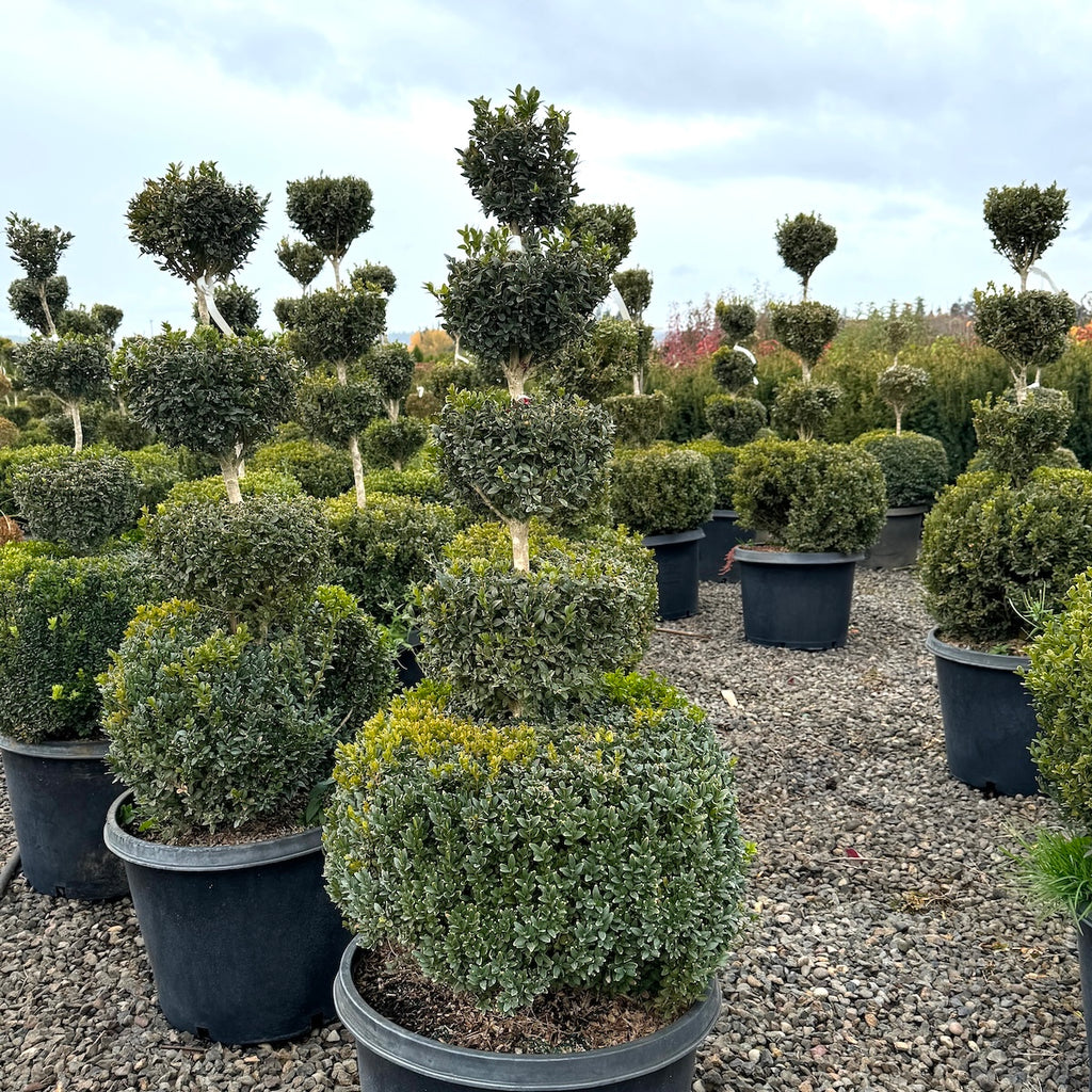 Buxus x 'Green Velvet', 5 Ball