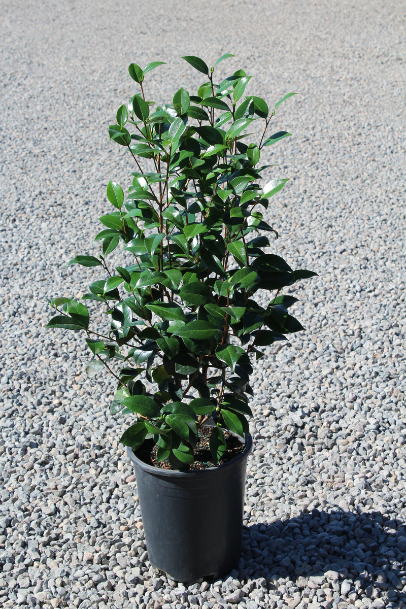 Camellia jap. 'Nuccio's Pearl' (white/pink) Loen Nursery, Inc.