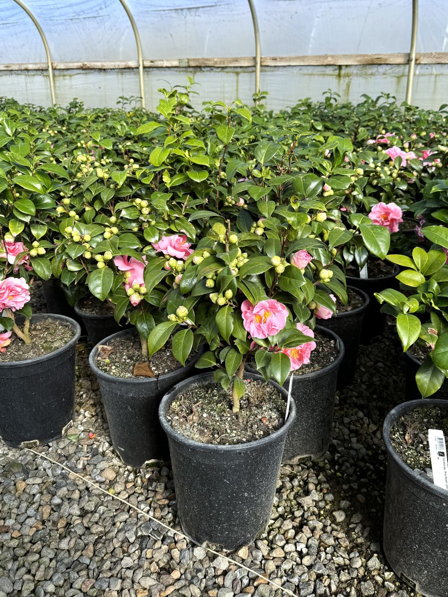 Camellia jap. 'Pink Parade' (pink), ESPALIER – Loen Nursery