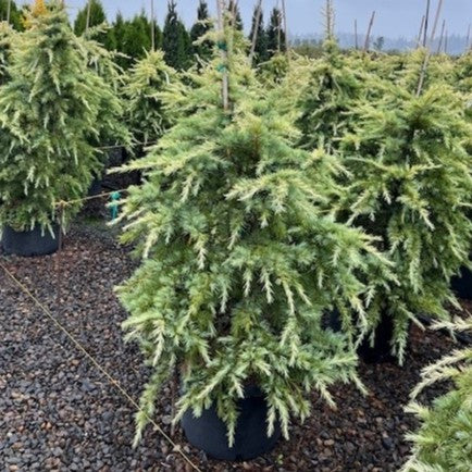Cedrus d. 'Silver Mist'