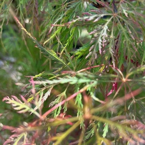Acer pd. 'Chantilly Lace' (CG)
