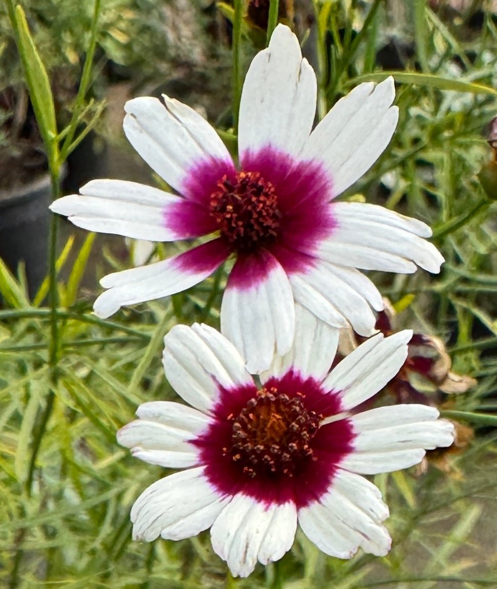Coreopsis SATIN & LACE™ Ice Wine – Loen Nursery, Inc.