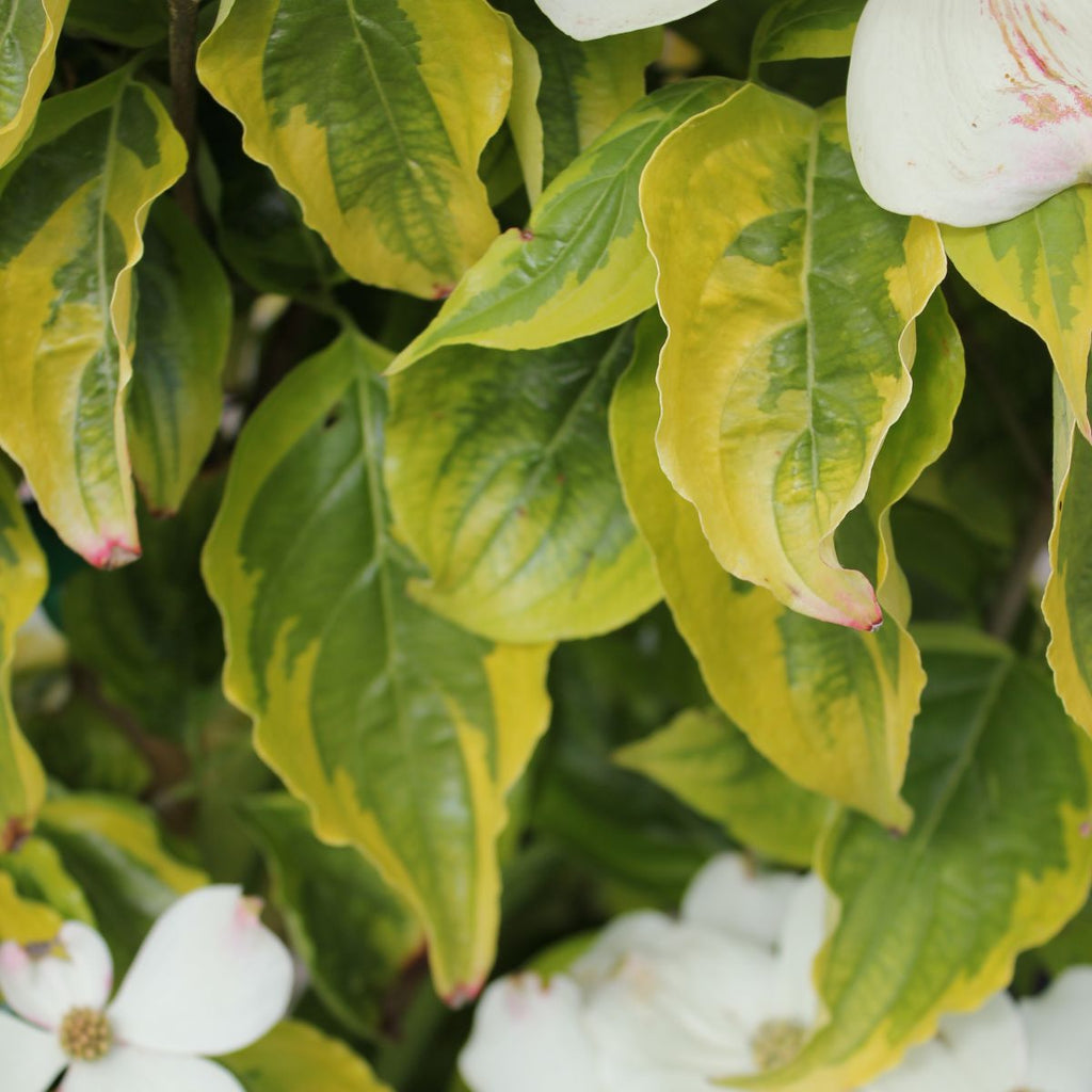 Cornus x 'Celestial Shadow' (white)