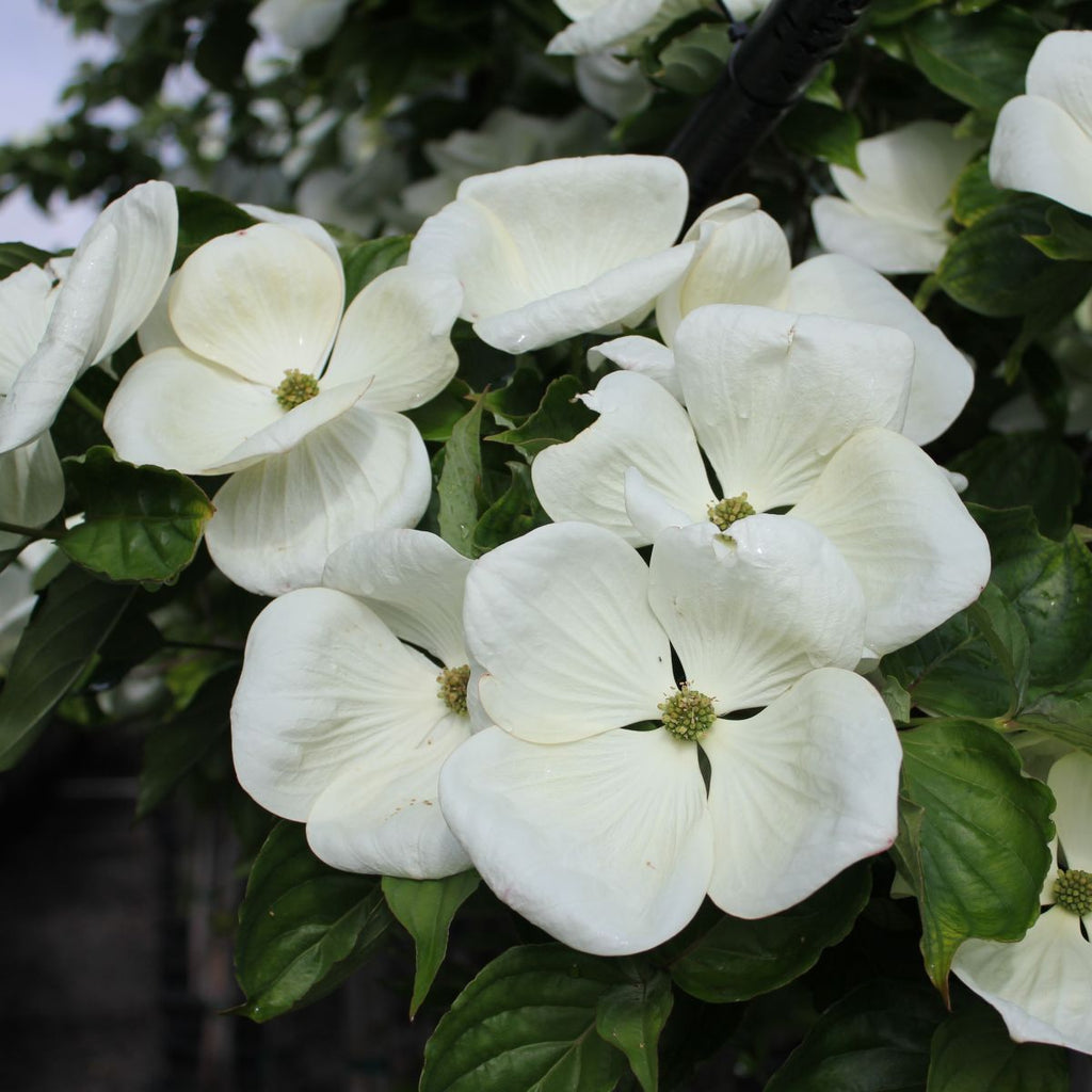 Cornus x 'Venus'® PP16309 (white)