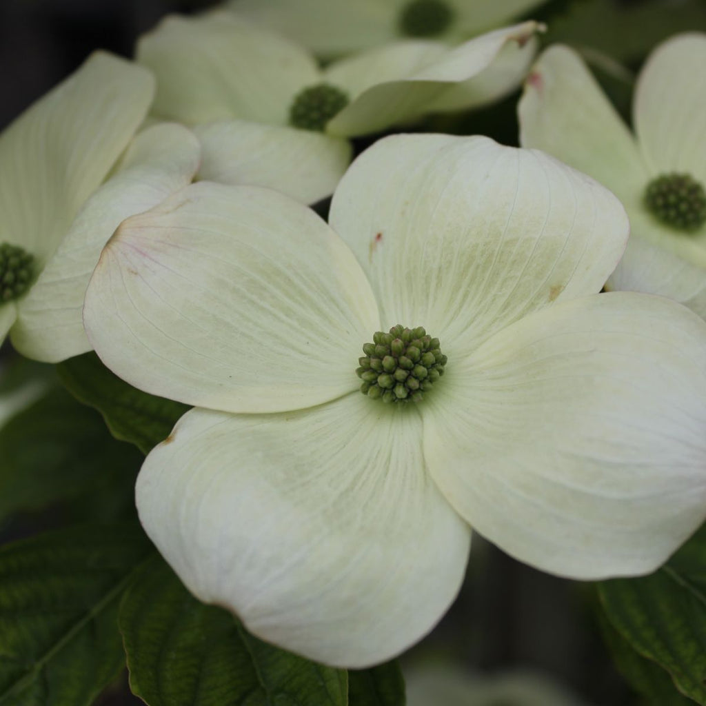 Cornus x ru. 'Aurora'® (white)