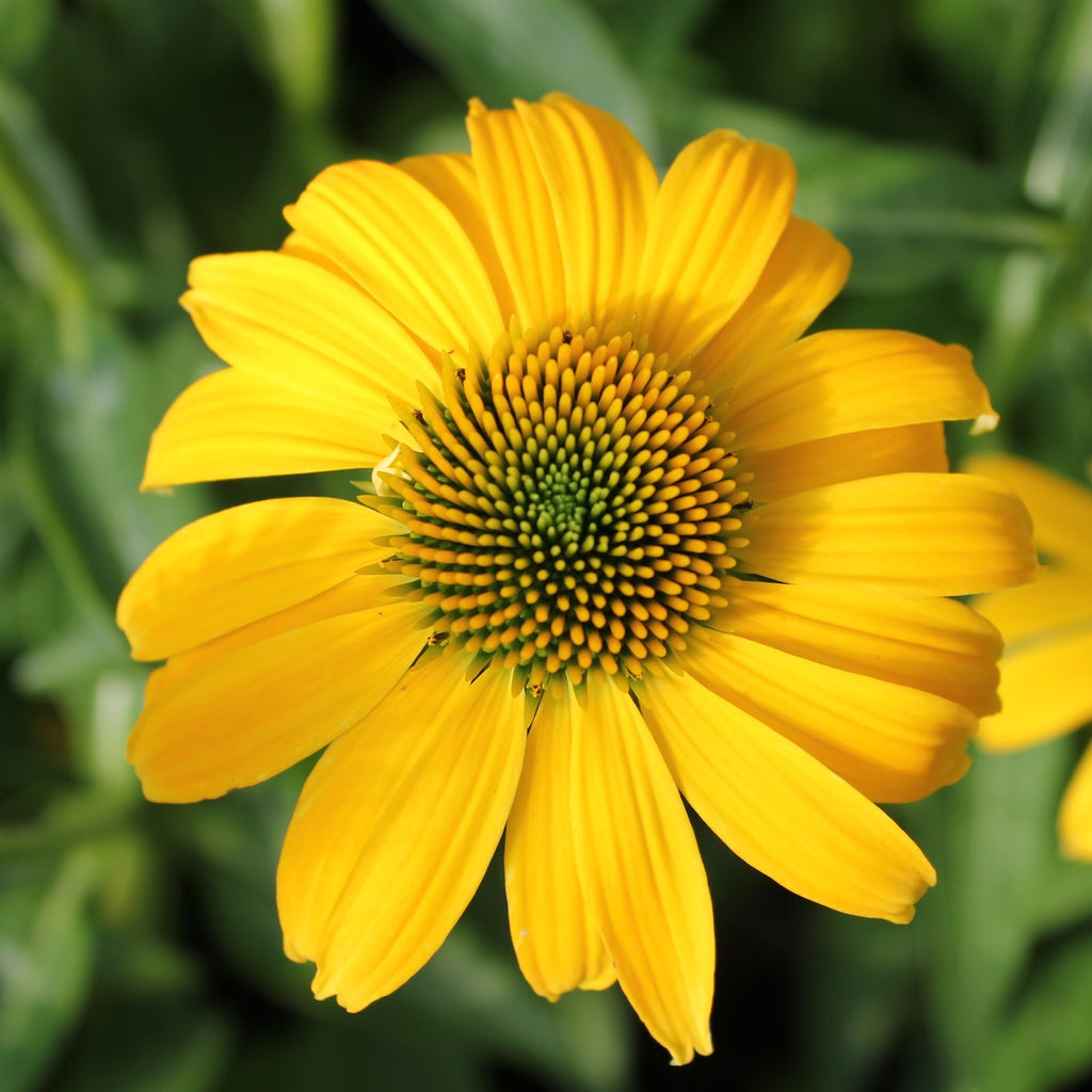 Echinacea p. SOMBRERO® 'Lemon Yellow Improved' PP30116 (yellow)