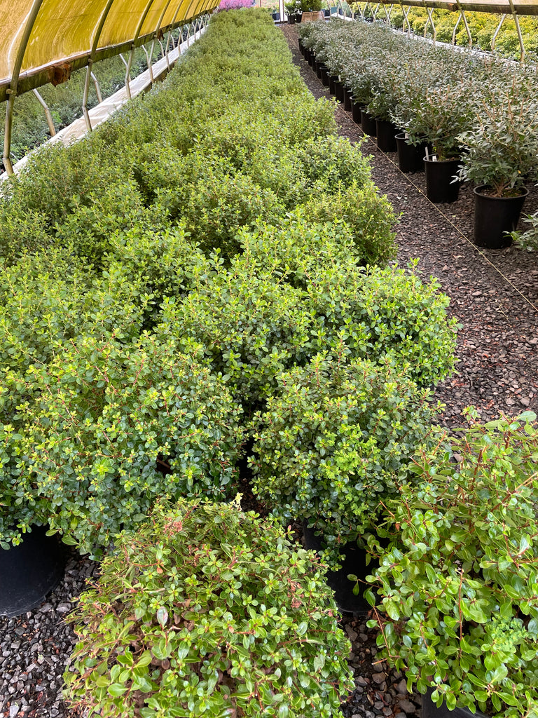 Escallonia 'Newport Dwarf' (rose)