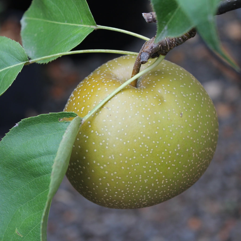 Fruit, Asian Pear 'Olympic' (aka Korean Giant)