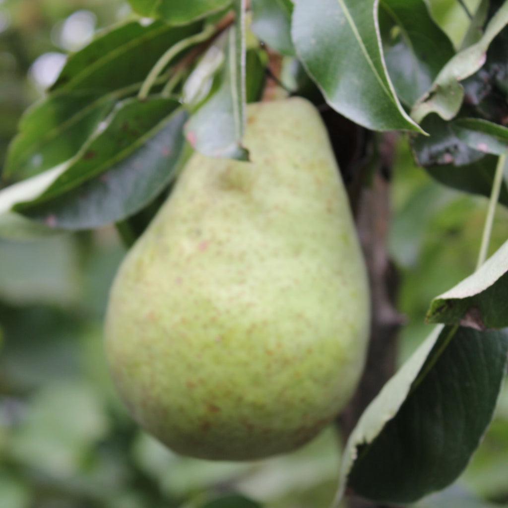Fruit, Pear 'Highland' (Semi Dwarf)