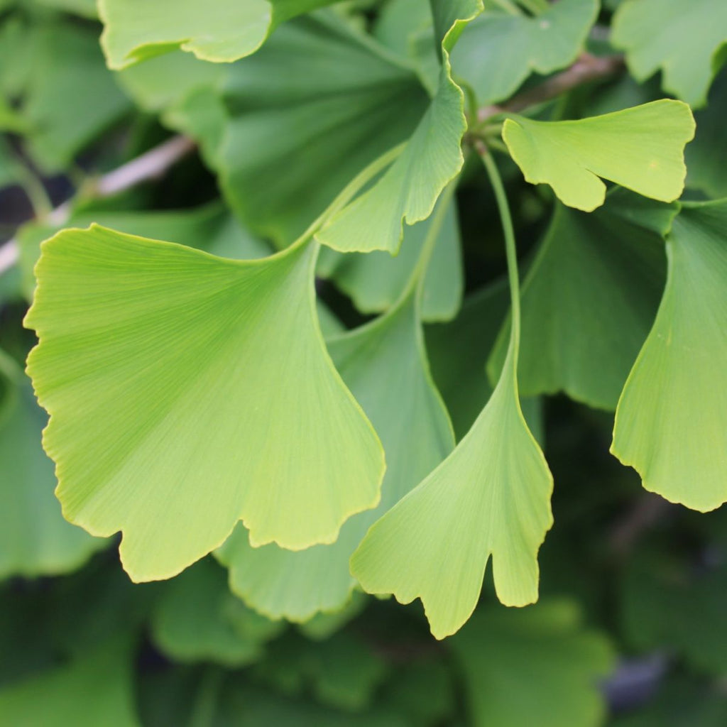 Ginkgo b. 'Autumn Gold'