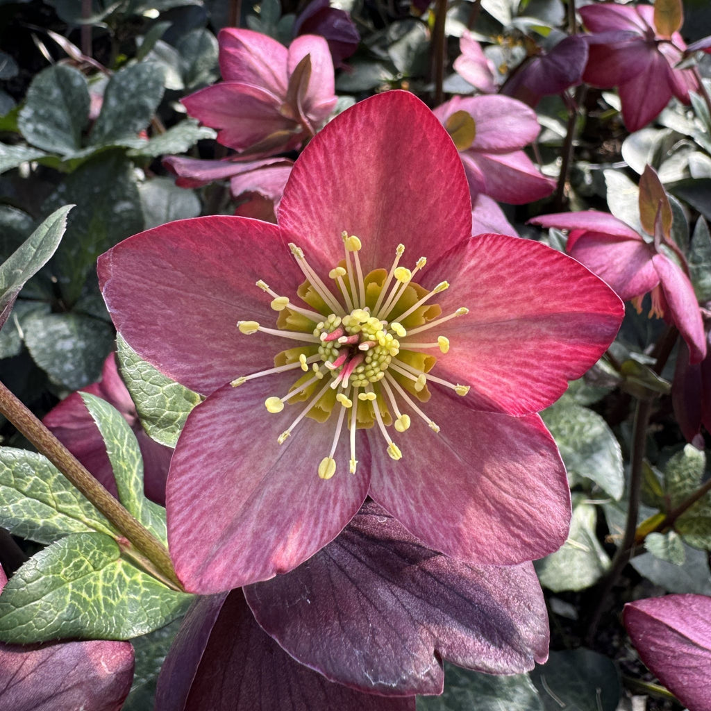 Helleborus HGC® ICE N' ROSES® 'Mary Marble'