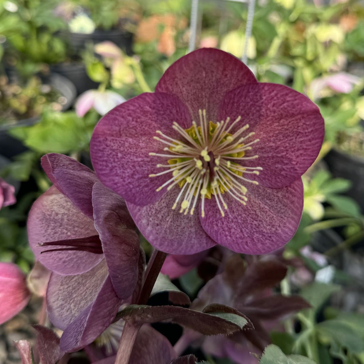 ロスエンジェルス HelleborusWINTERANGELS_Charmer