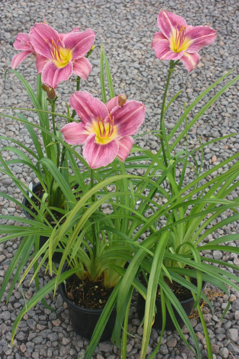 Hemerocallis 'Prairie Blue Eyes' (lavender) – Loen Nursery, Inc.