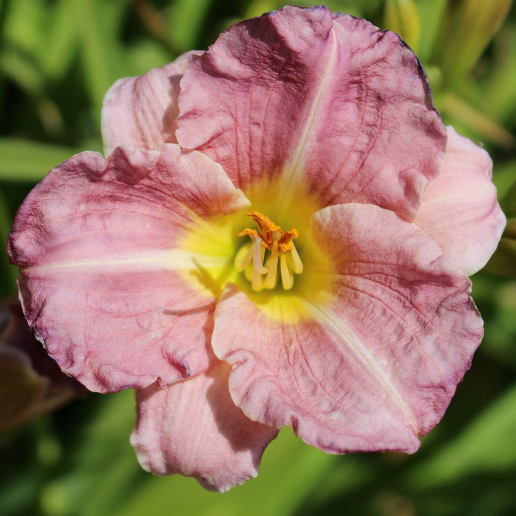 Hemerocallis 'Raspberry Pixie' (rose)