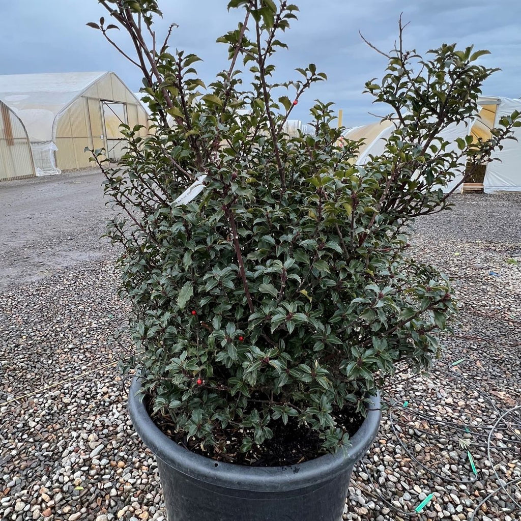 Ilex x meserveae 'Blue Prince' (BBP)