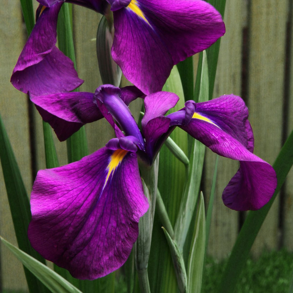Iris ensata 'Silverband' (purple)