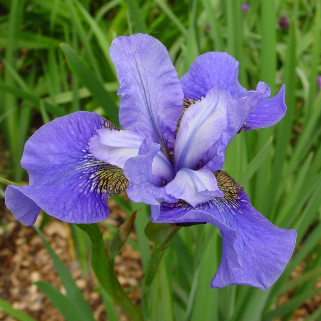 Iris sibirica 'Blue' (blue)