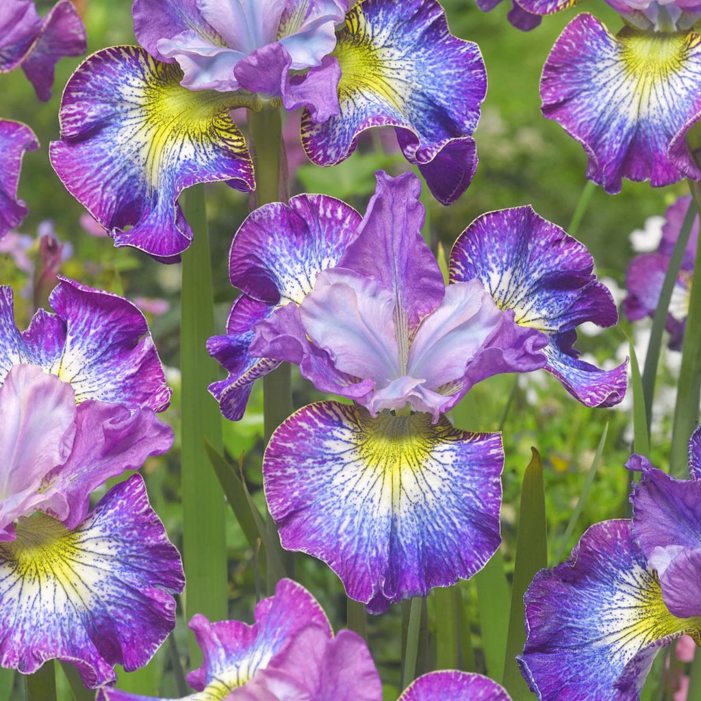 Iris sibirica 'How Audacious' (deep purple)
