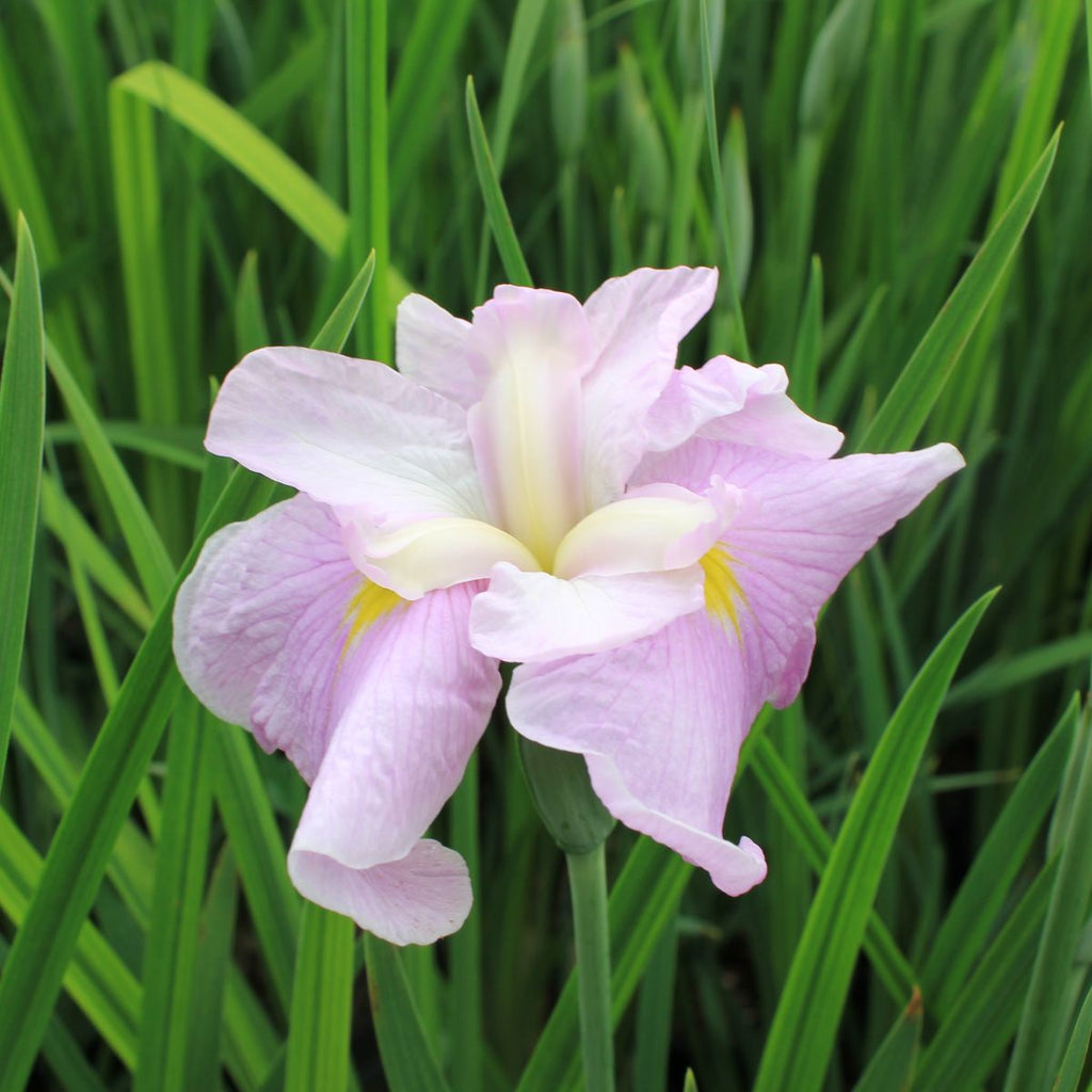 Iris en. 'Hatsu Kagami' (lavender)