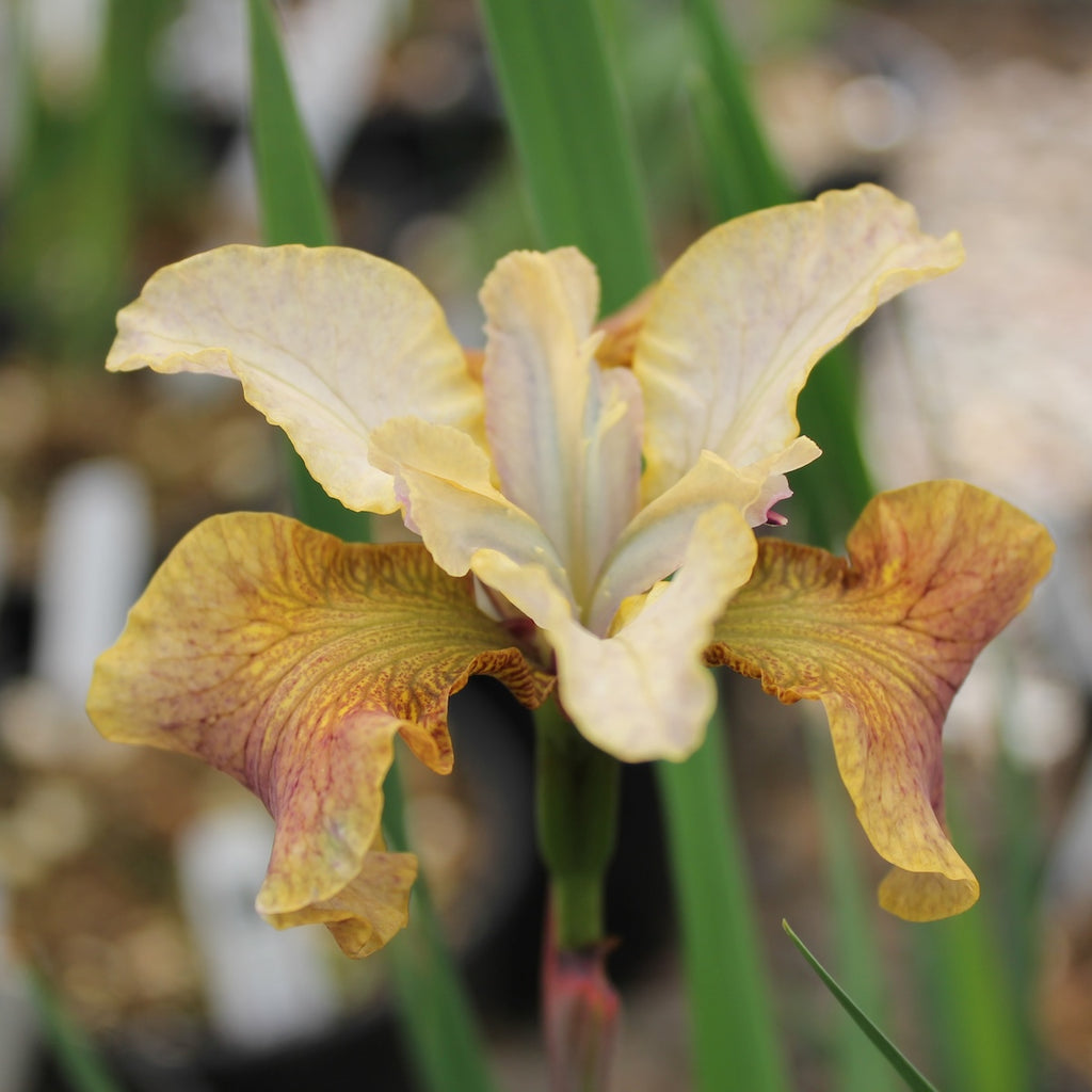 Iris sibirica 'Sun Grooves'