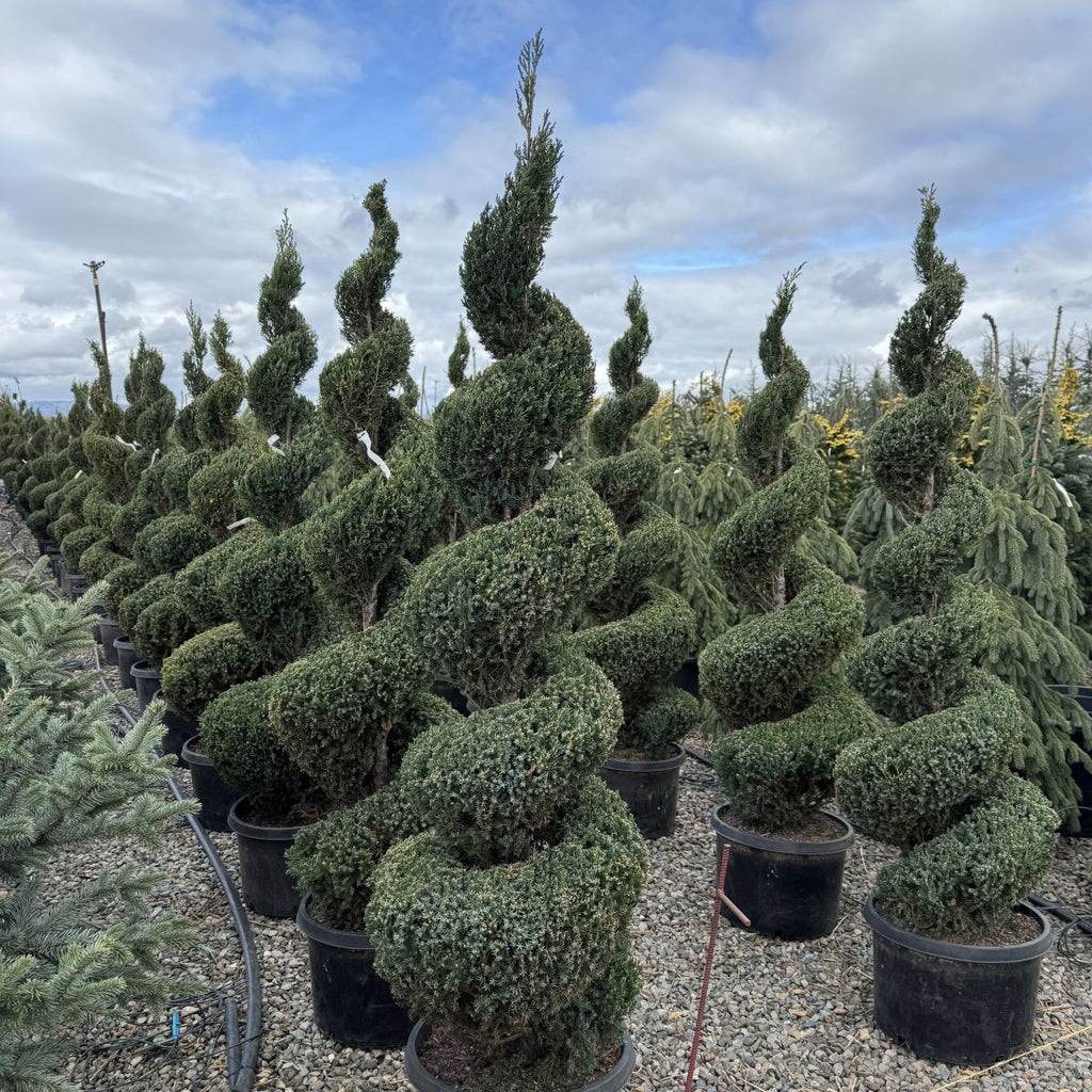 Juniperus chin. 'Blue Point', Spiral  (CG)