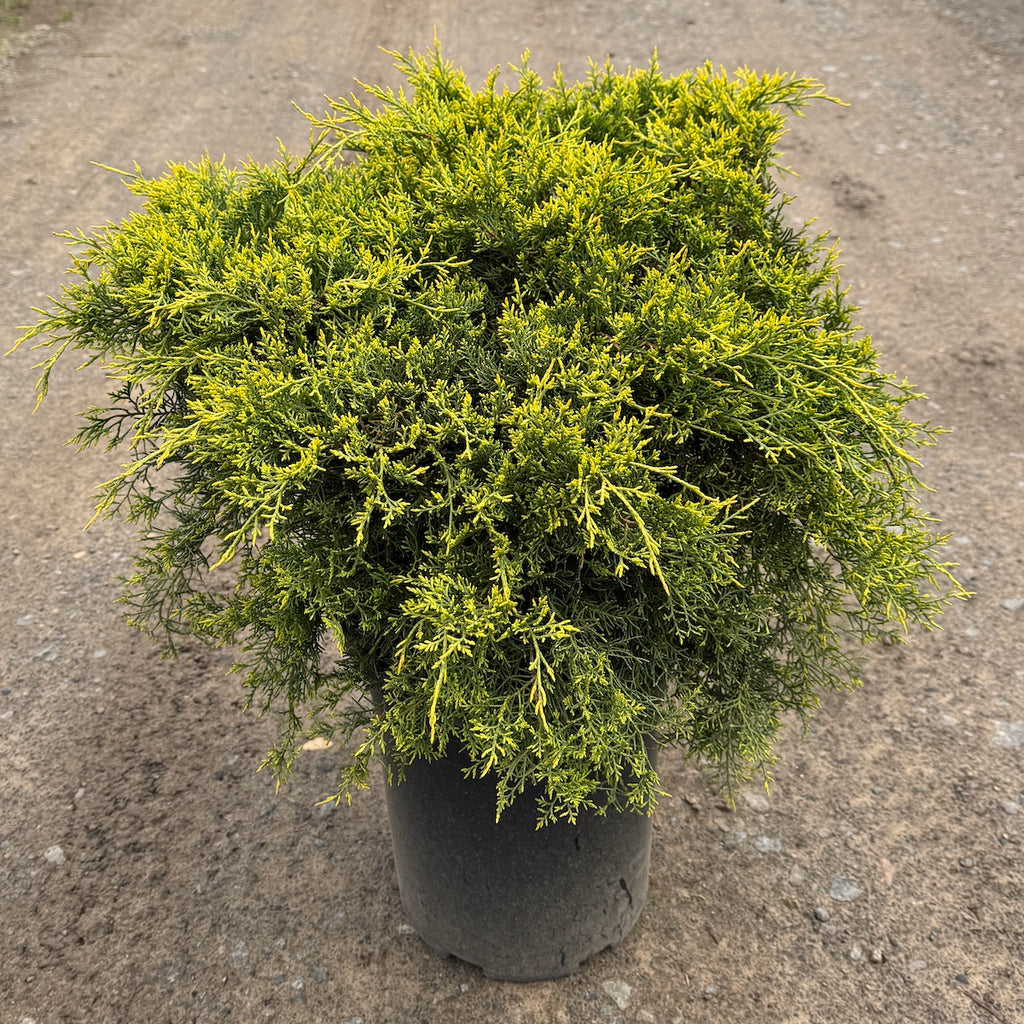 Juniperus chin. 'Old Gold'