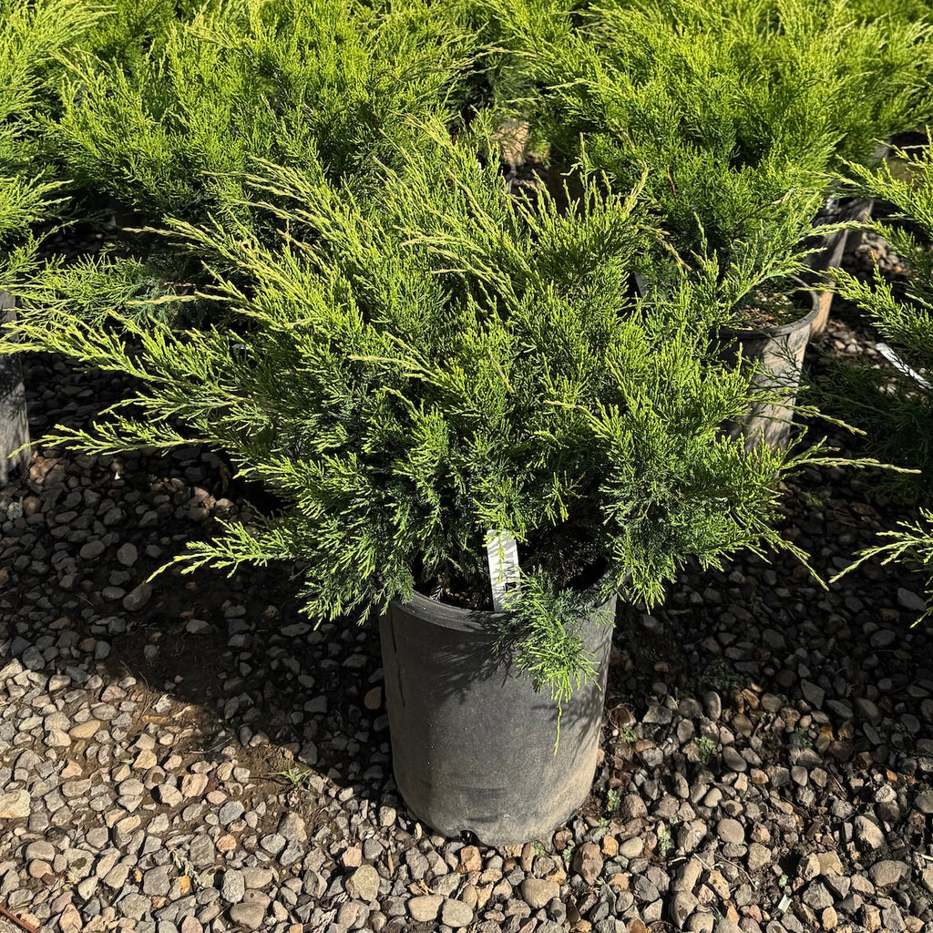 Juniperus chin. 'Sea Green'
