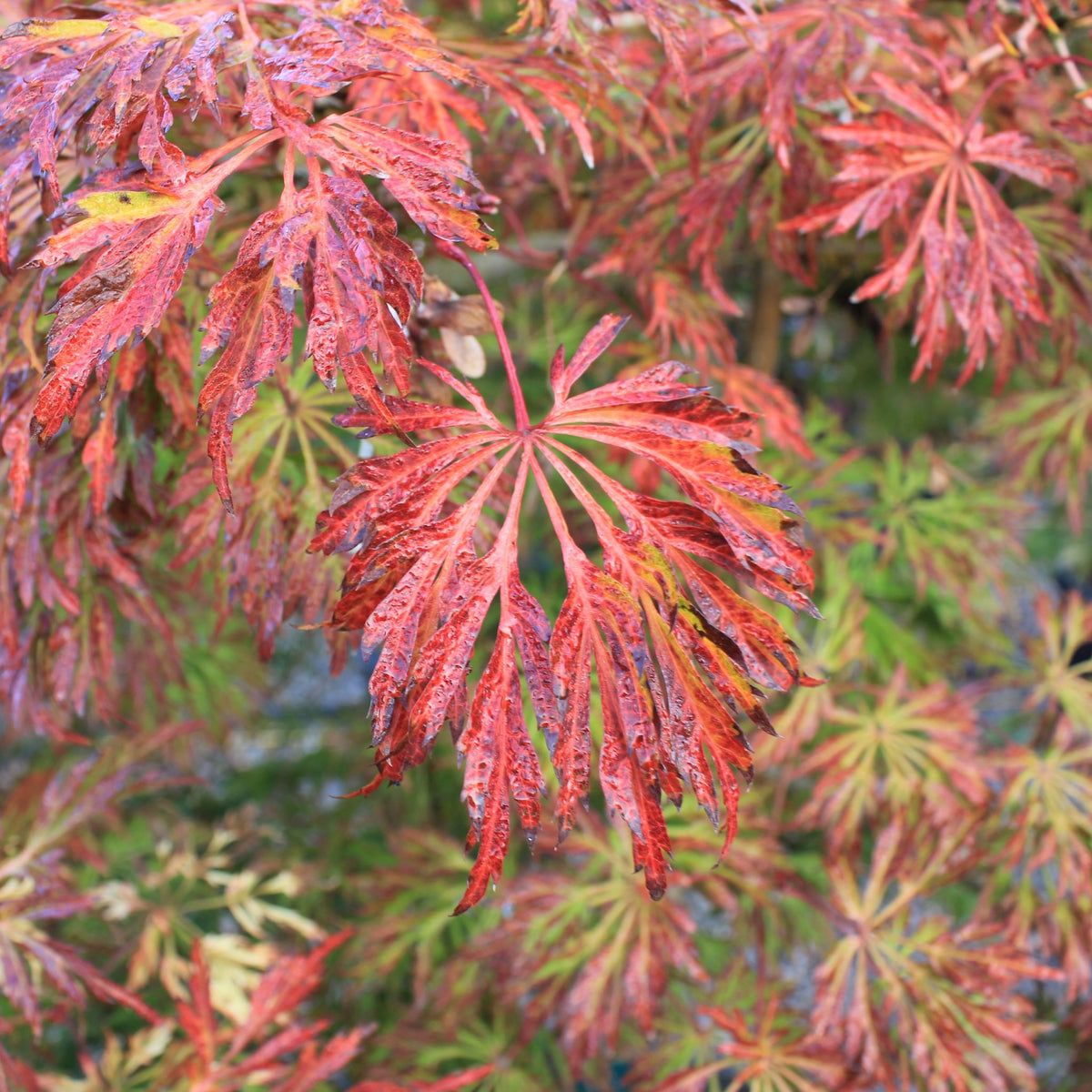 Acer japonicum 'Green Cascade' (CG) – Loen Nursery, Inc.