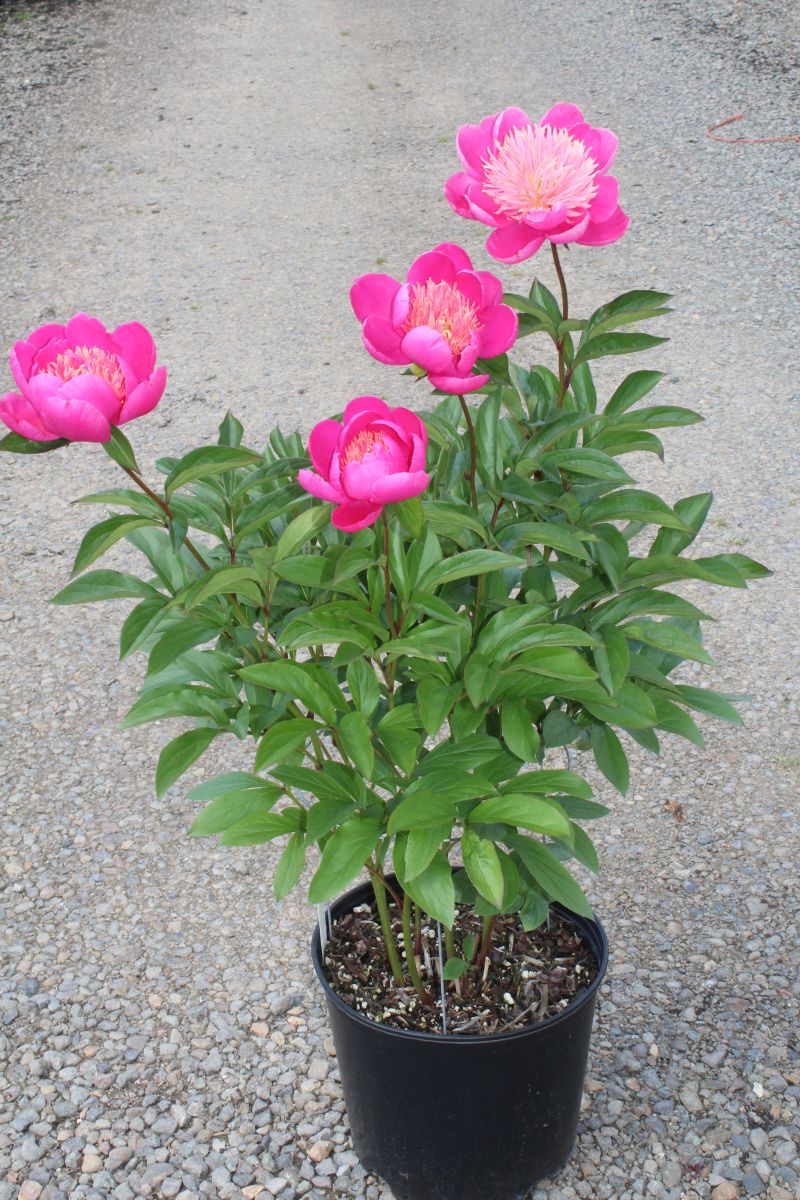 Paeonia x 'Leslie Peck' (pink) – Loen Nursery, Inc.