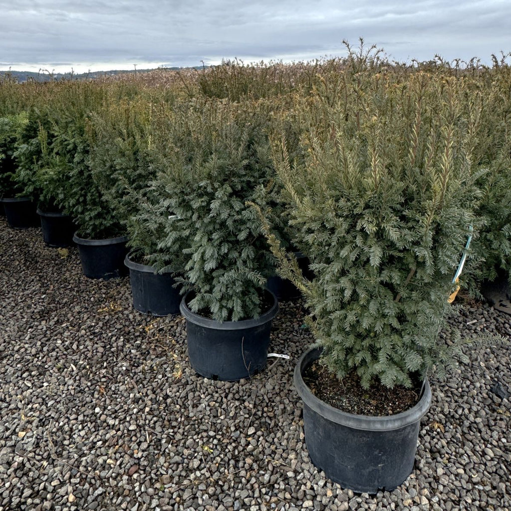Taxus c. 'Nana'