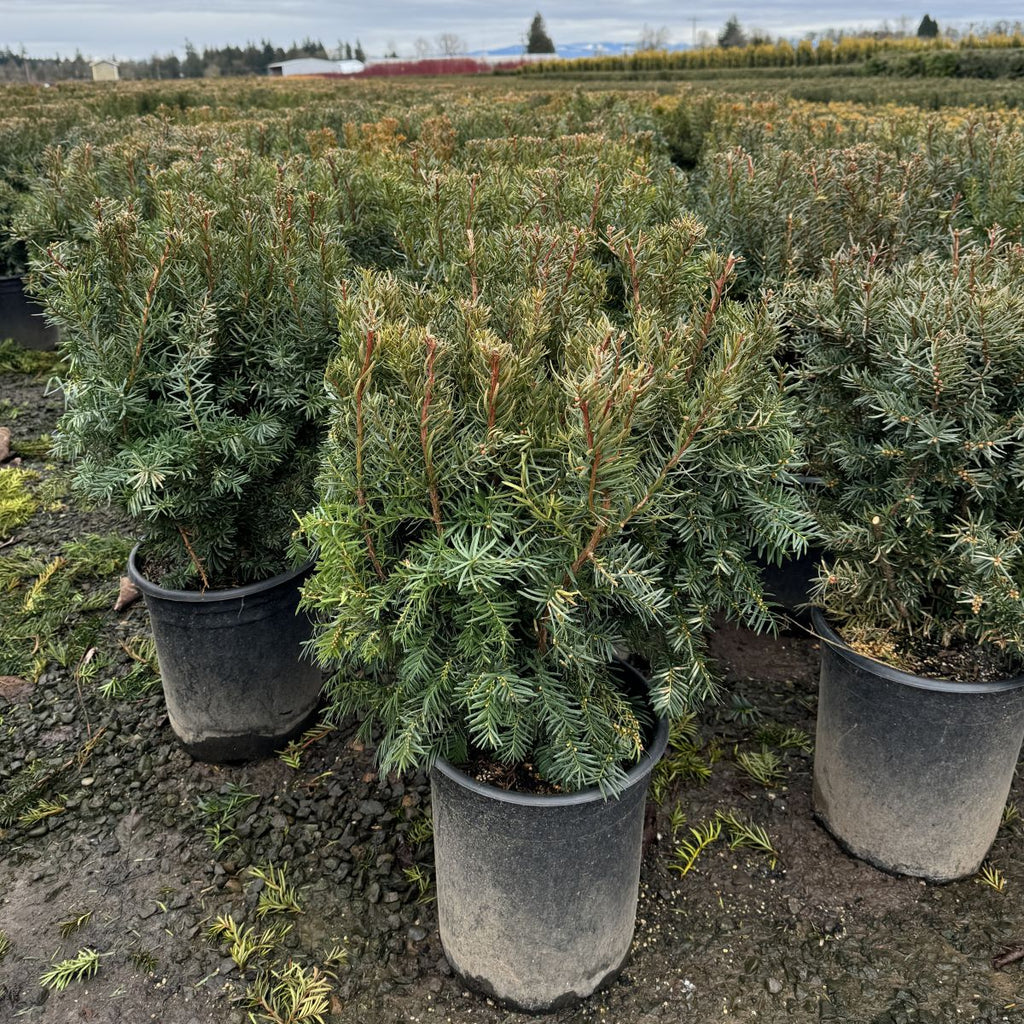 Taxus x m. 'Densiformis'