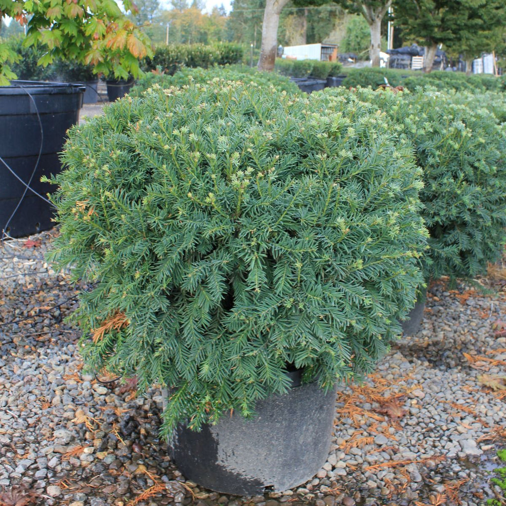 Taxus x m. 'Brownii'