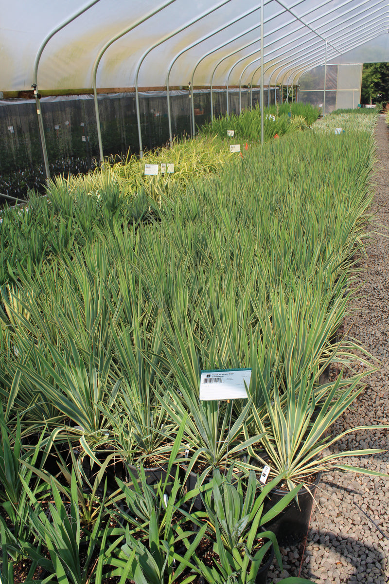 Yucca fil. 'Bright Edge' (variegated) – Loen Nursery, Inc.