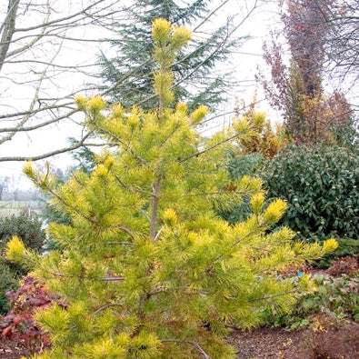 Pinus v. 'Wates Golden'