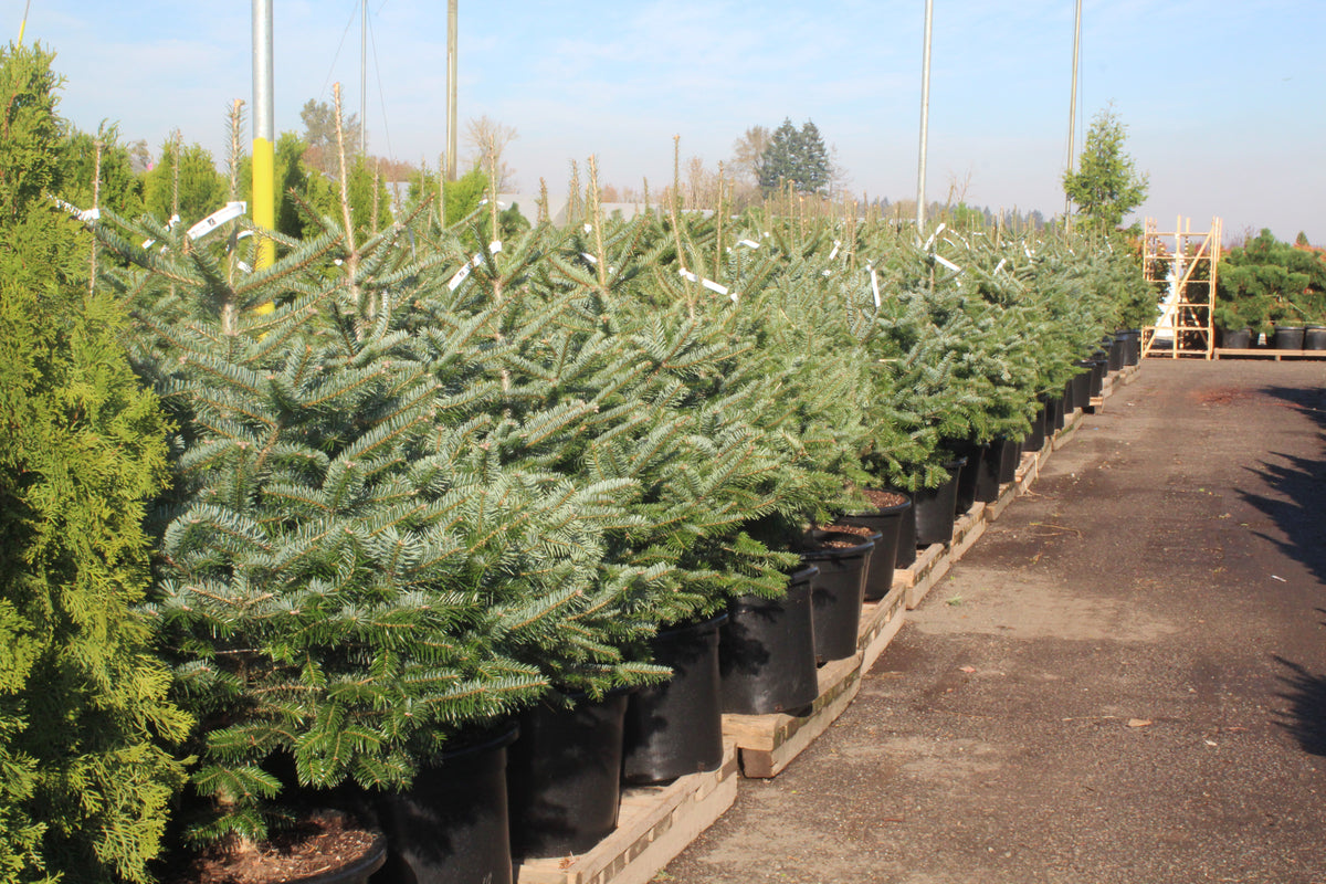 Abies nordmanniana (CG) – Loen Nursery, Inc.