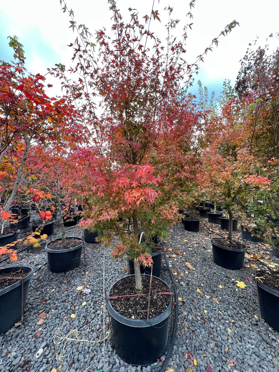 ナトゥーラトプス Pokemon Card Topsun Venusaur No.003 Blue Back Japanese