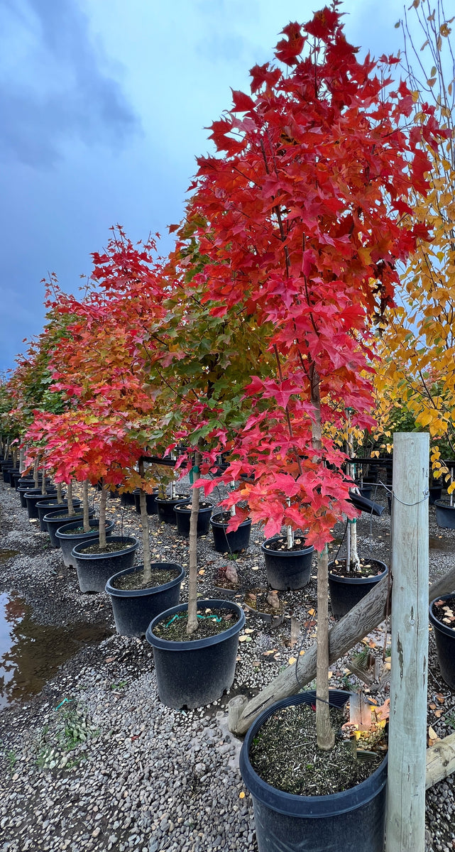 Acer trun. Pacific Sunset® PP7433 – Loen Nursery, Inc.