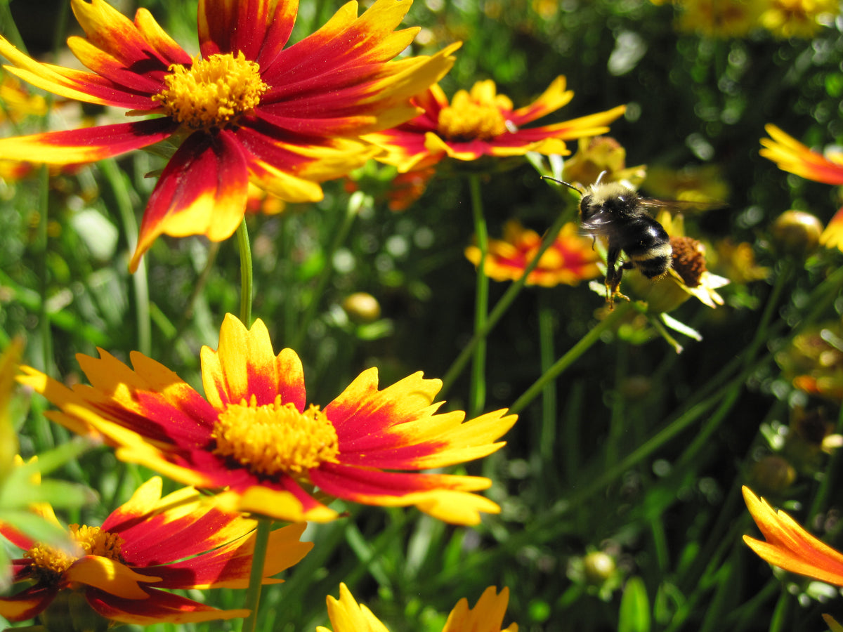 Coreopsis LI'L BANG™ 'Daybreak' PP27138 (orange/yellow) – Loen