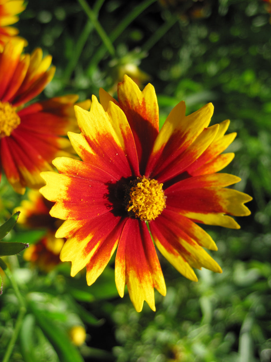 クロスタ LRP 花芽すみれ ①Luminous Daybreak Coreopsis LI'L BANG™ 'Daybreak' PP27138 (orange/yellow) – Loen