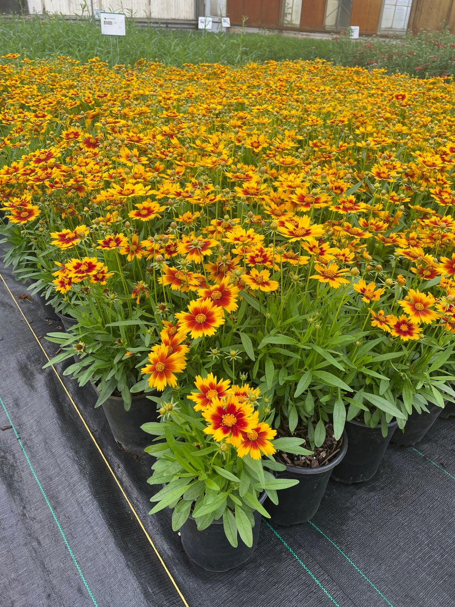 Coreopsis UPTICK™ Gold & Bronze PP28882 (rust/gold) – Loen Nursery