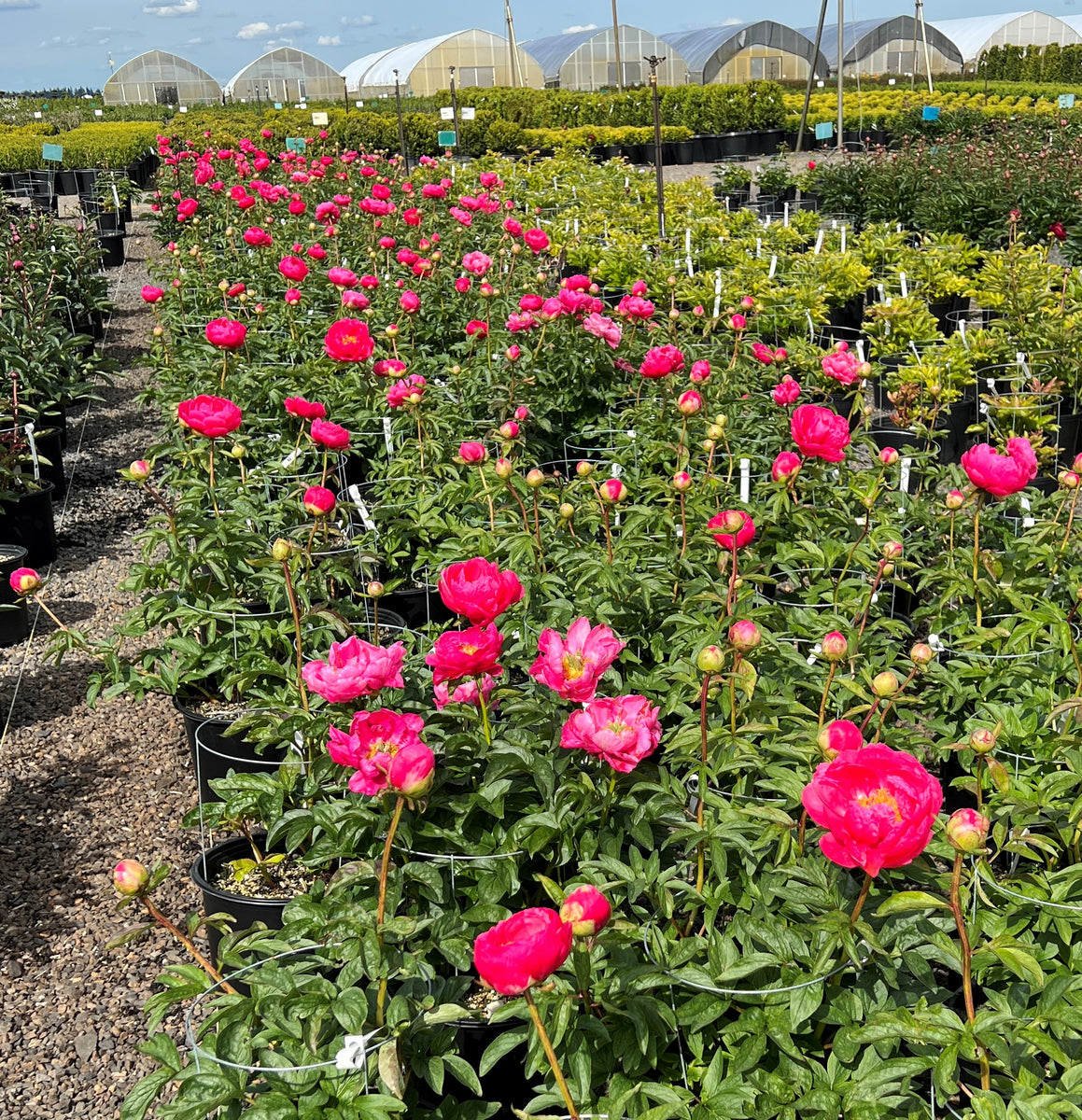 Paeonia 'Cytherea' (pink) – Loen Nursery, Inc.